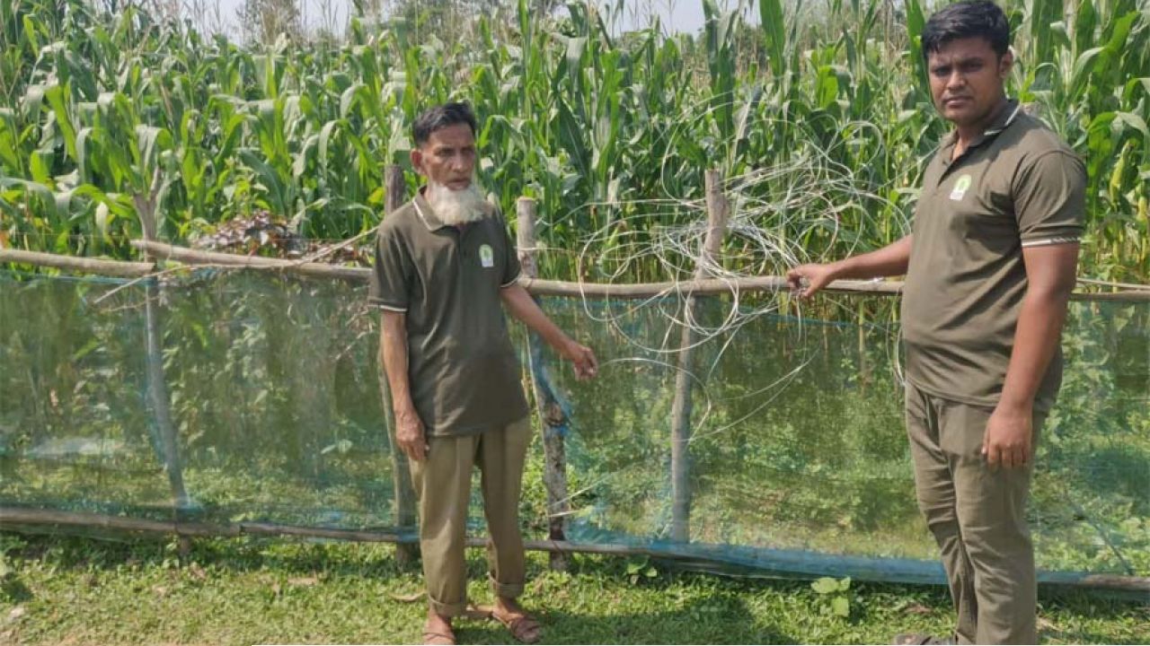 শেরপুরে বন্য হাতি ঠেকাতে অবৈধ বিদ্যুৎ ফাঁদ, বন বিভাগের অভিযানে লাইন বিচ্ছিন্ন