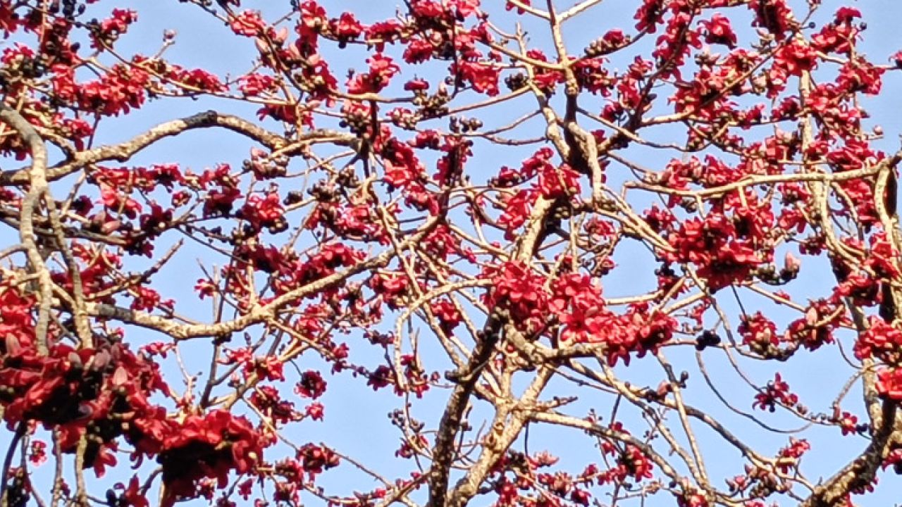 বিলুপ্তির পথে সূর্যকন্যা খ্যাত রাঙা শিমুল গাছ