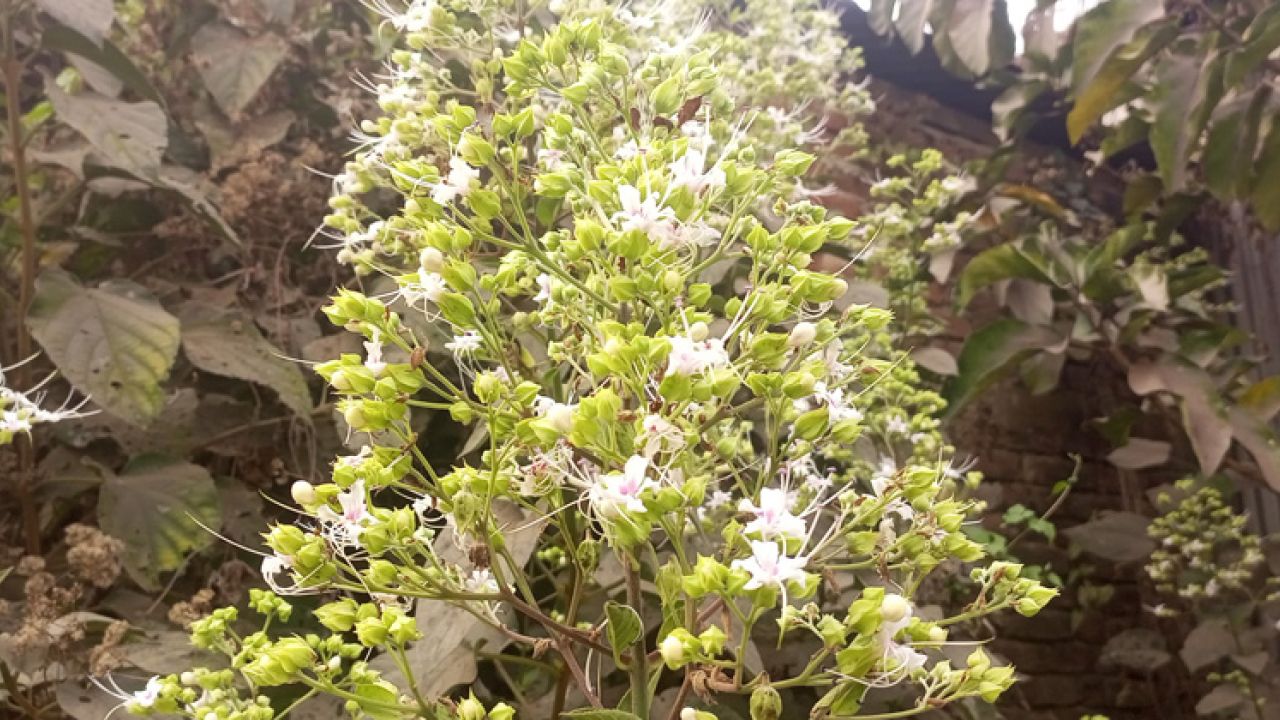 ফরিদপুরে প্রকৃতিতে ফুটে উঠেছে ভাটি ফুল