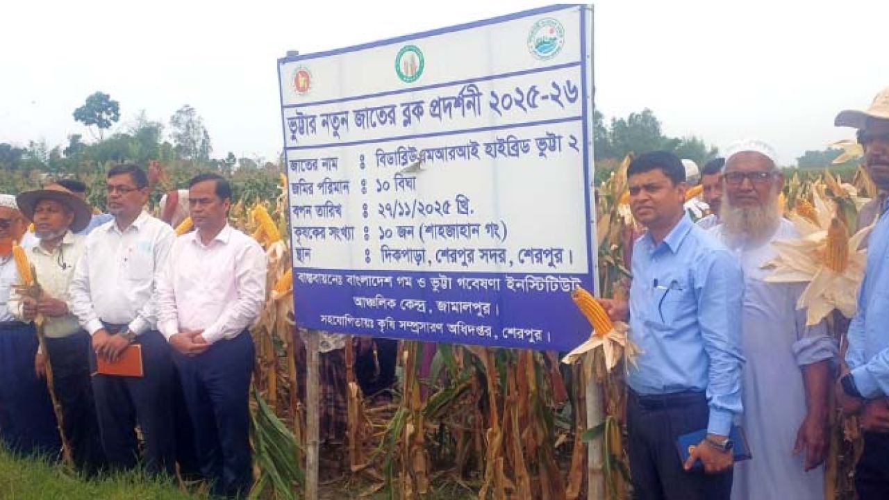 শেরপুরে নতুন জাতের ভুট্টার ব্লক প্রদর্শনী ও মাঠ দিবস অনুষ্ঠিত