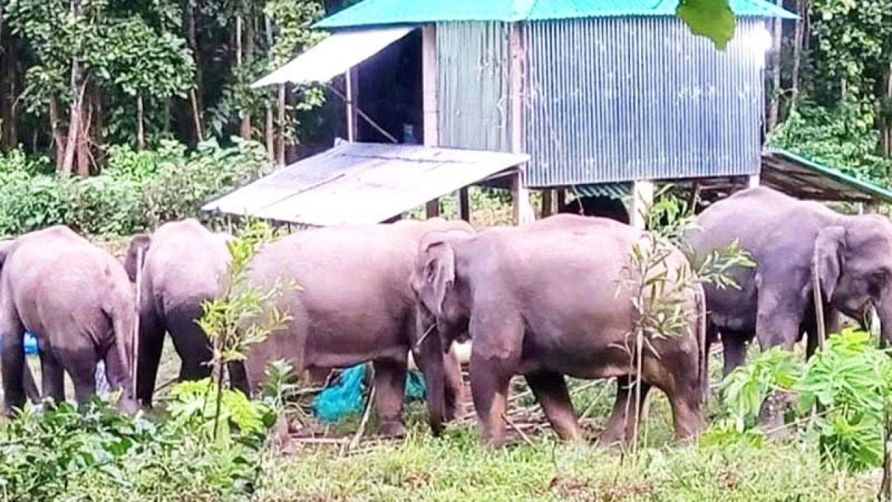 বন্যহাতির তান্ডব,ফসল রক্ষায় দিশেহারা কৃষক