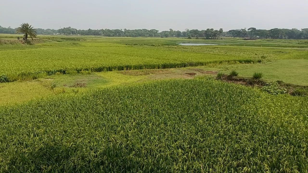 গফরগাঁওয়ে বিল দখলের অভিযোগ
