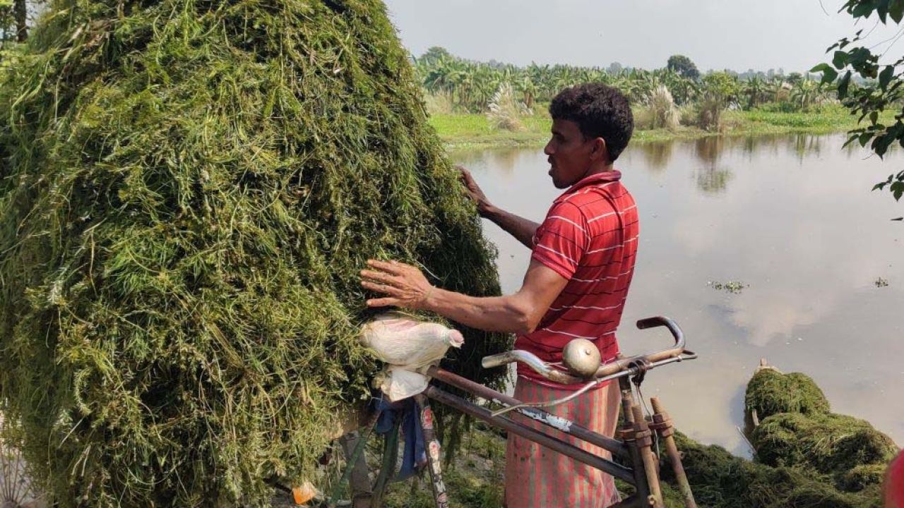 বিলের ‘ঝাই’ বিক্রি করে শতাধিক পরিবারের জীবিকা
