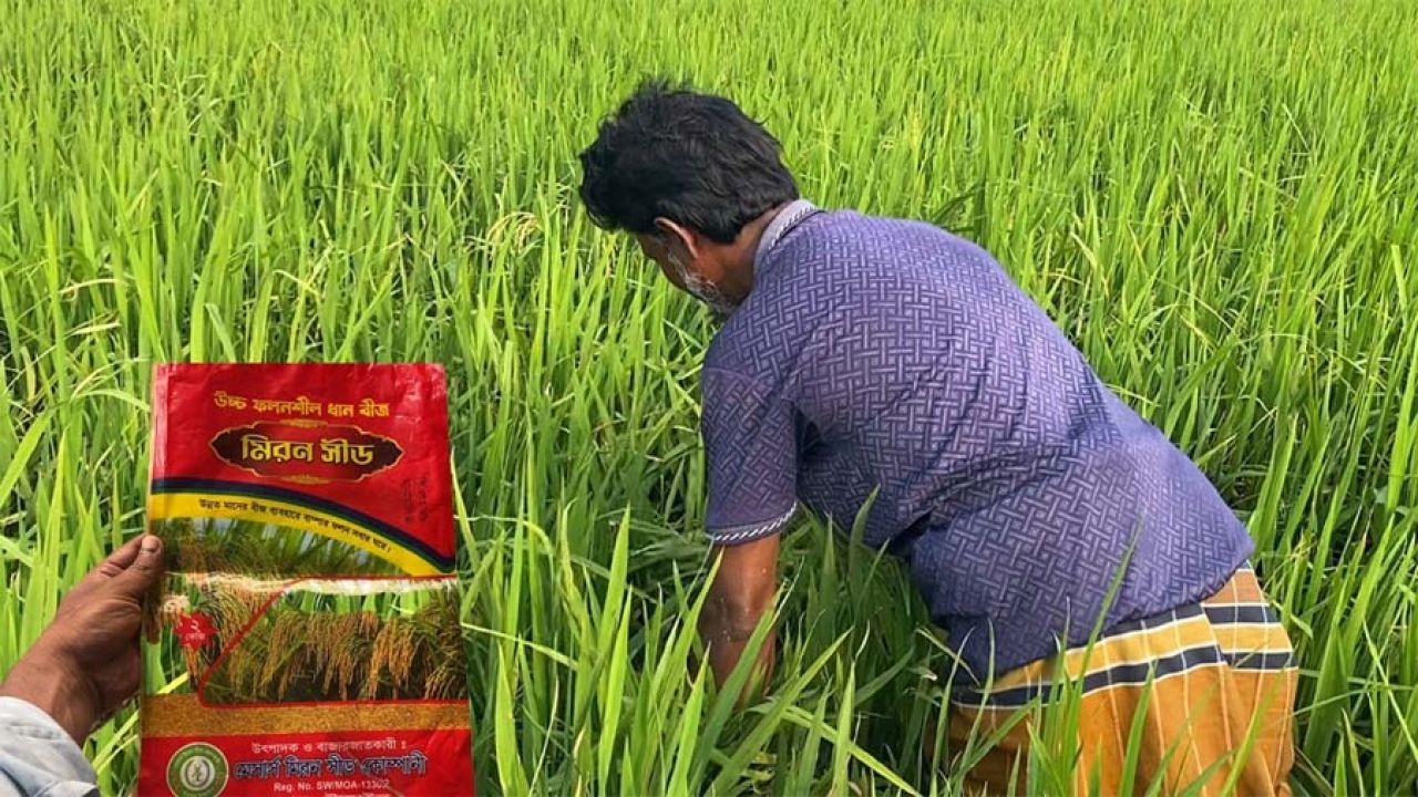 ঝিনাইগাতীতে নকল ধানবীজে ক্ষতিগ্রস্ত দেড় শতাধিক কৃষক