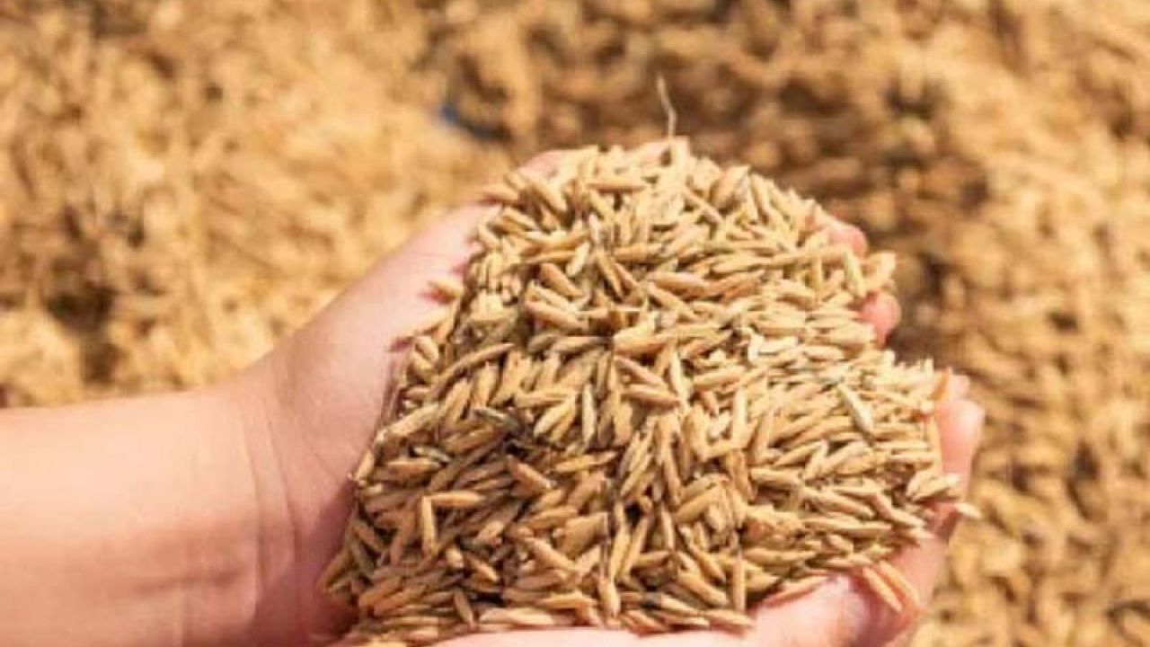 শ্রীবরদীতে ধানের মণ ৪০ কেজি নির্ধারণ