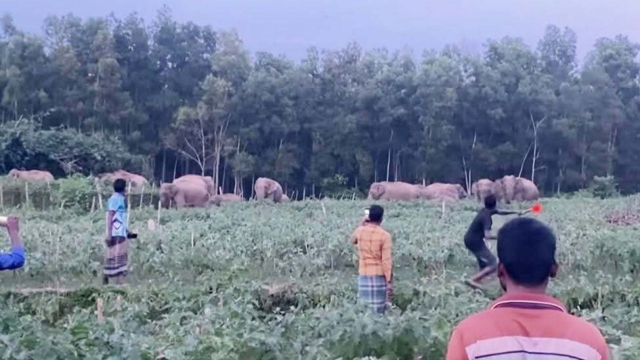 কনটেন্ট ক্রিয়েটারদের হাতির পিছে না লাগার আহ্বান