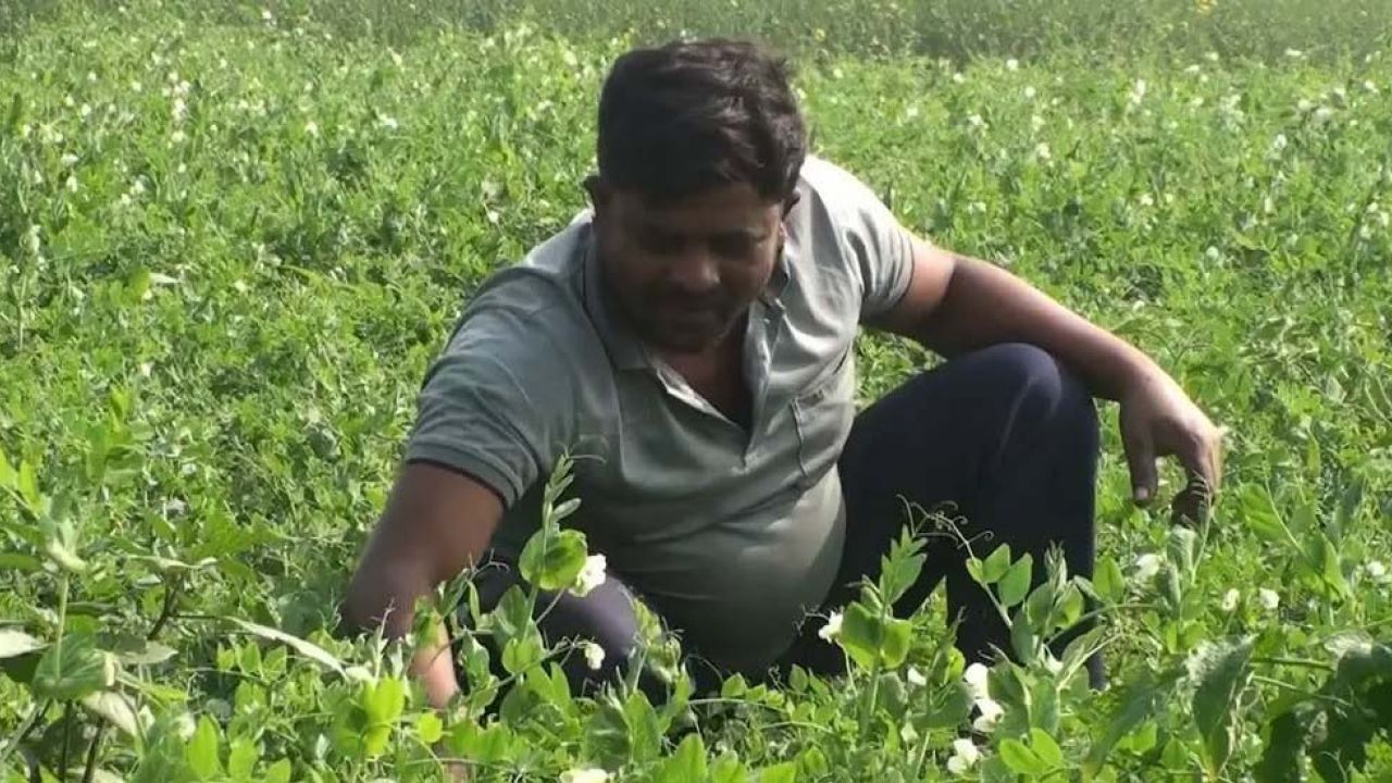 শেরপুরে মটরশুঁটির বাম্পার ফলন, খুশি কৃষক