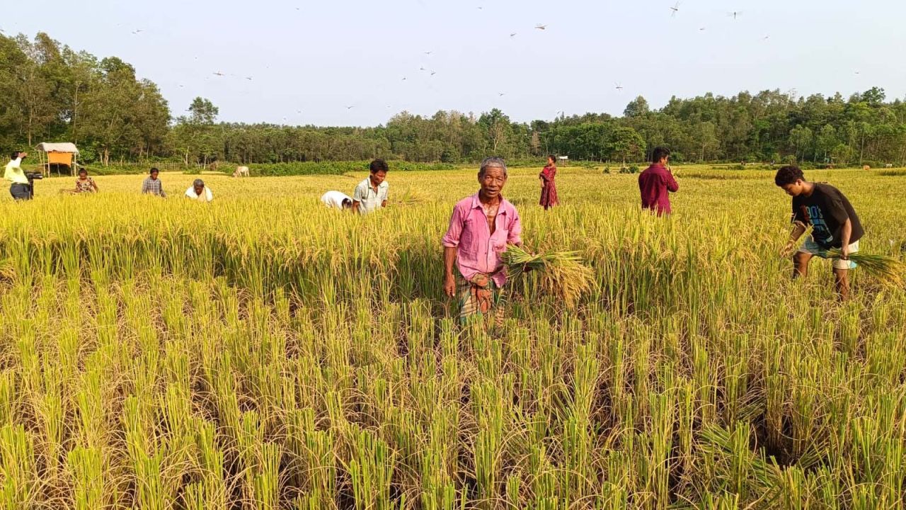 নালিতাবাড়ীতে বন্যহাতির ভয়ে আধাপাকা ধান কাটছে কৃষক