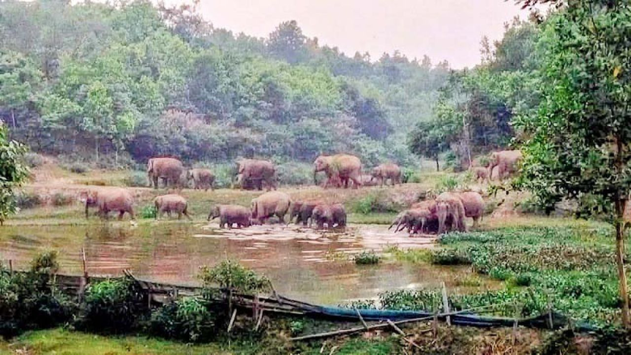 বন্যহাতির লোকালয়ে হানা , ফসল বাঁচাতে নির্ঘুম  কৃষক