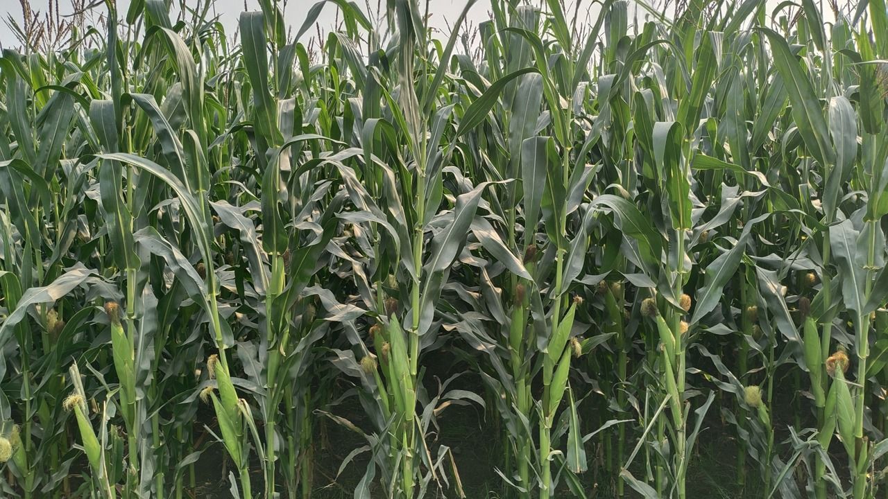 শ্রীবরদীতে বেড়েছে ভুট্টার আবাদ