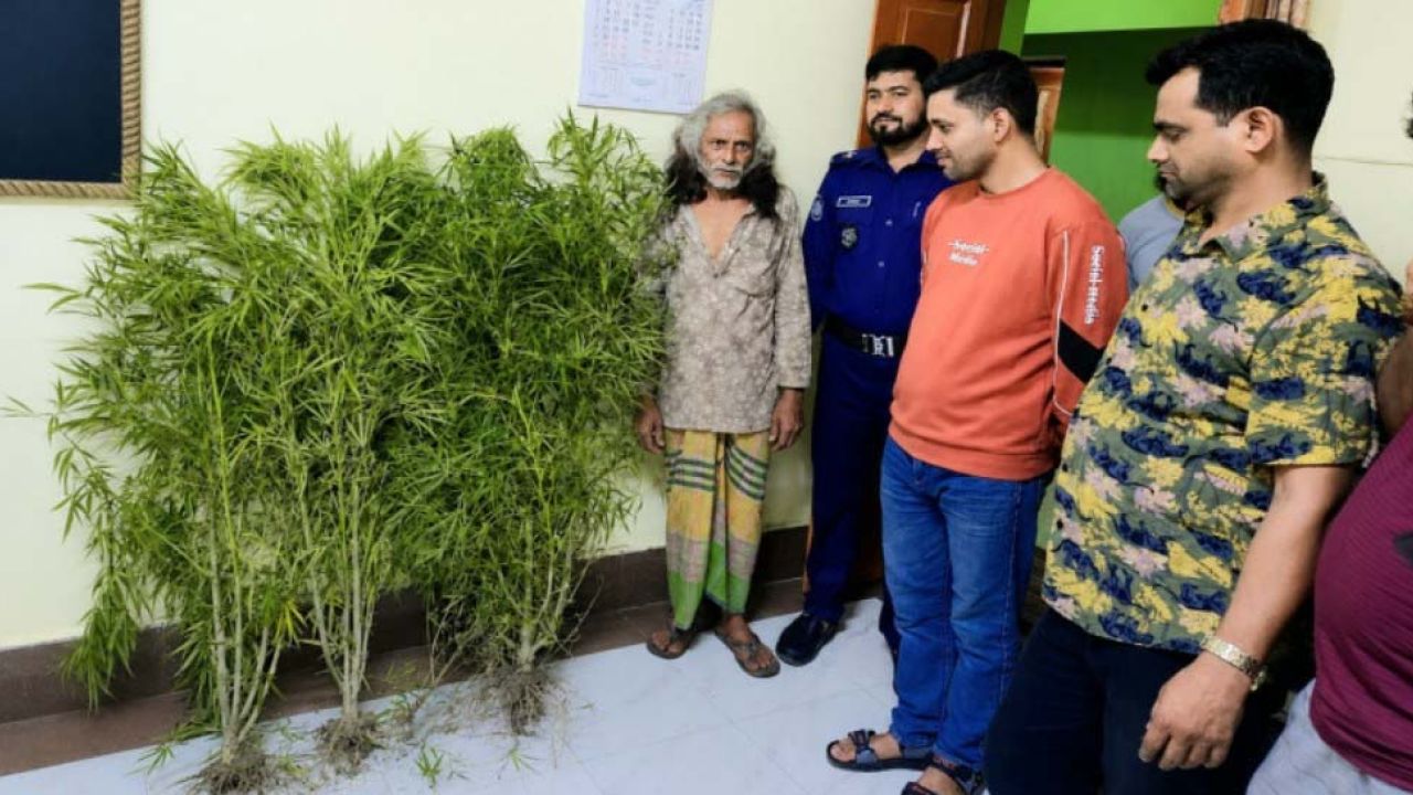 নকলায় কলাবাগানে গাঁজার চাষ, ৬ গাছসহ এক ব্যক্তি আটক 