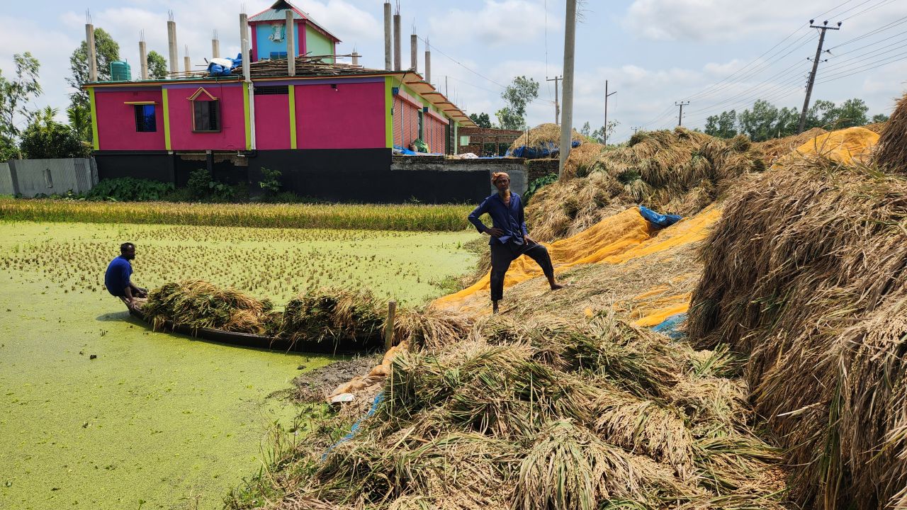এক মণ ধানের দামে মিলছে না শ্রমিক