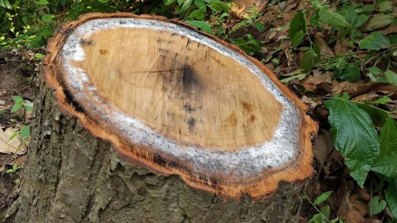 ধ্বংসের মুখে গারো পাহাড়ের  বনজ সম্পদ