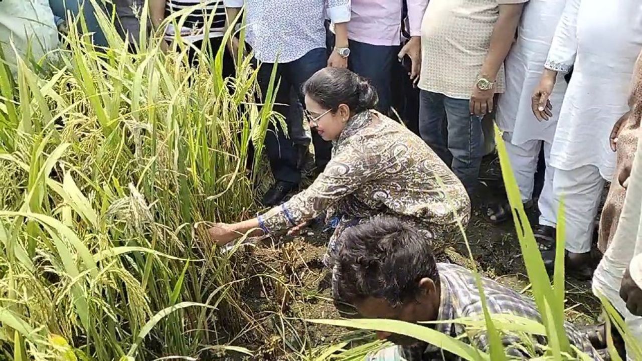 শেরপুরে কৃষকের সঙ্গে ধান কাটলেন এমপি প্রিয়াঙ্কা