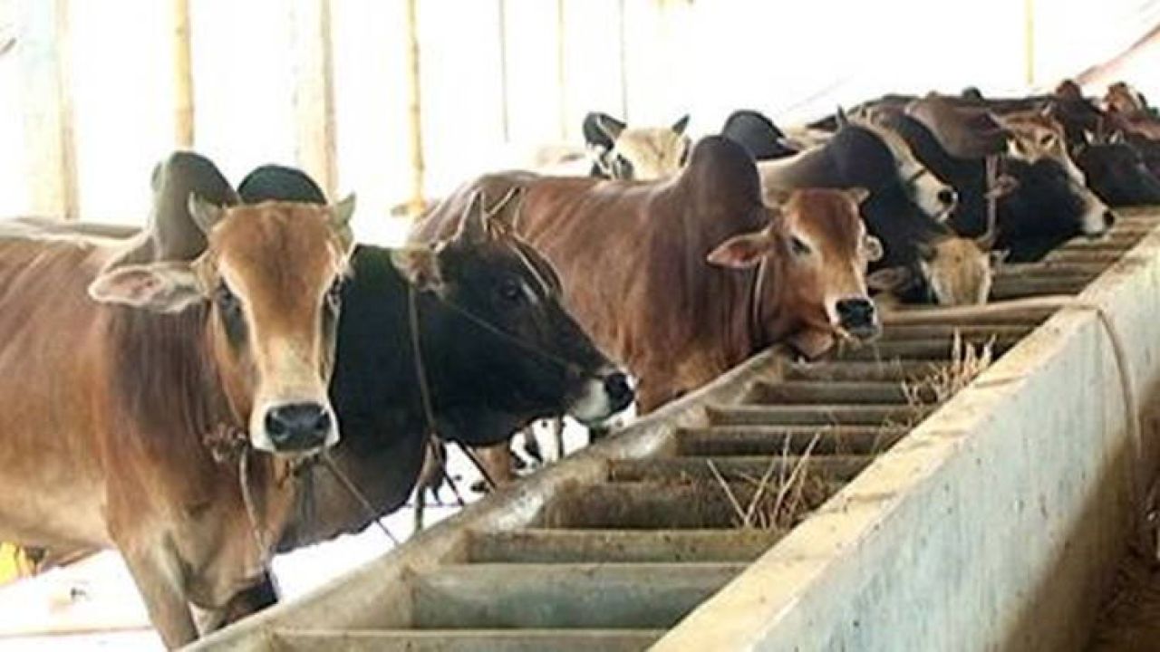 কোরবানি ঘিরে ব্যস্ত শ্রীবরদীর প্রান্তিক খামারিরা