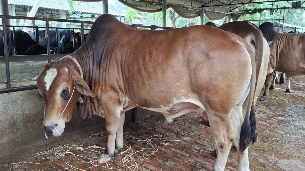 শেরপুরে কোরবানির জন্য প্রস্তুত ৯১ হাজার ৭৩৮ টি পশু