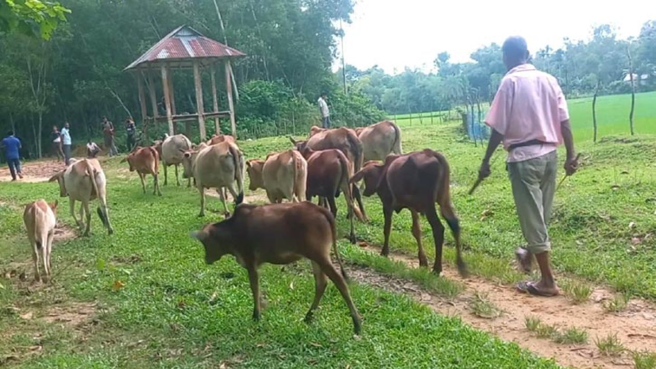 শেরপুরে পাহাড়ি গরুর চাহিদা বেশি