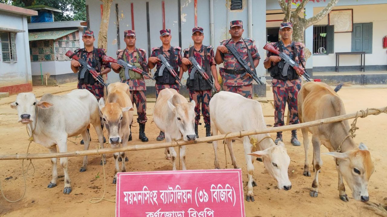 শেরপুর সীমান্তে ৫টি ভারতীয় গরু জব্দ