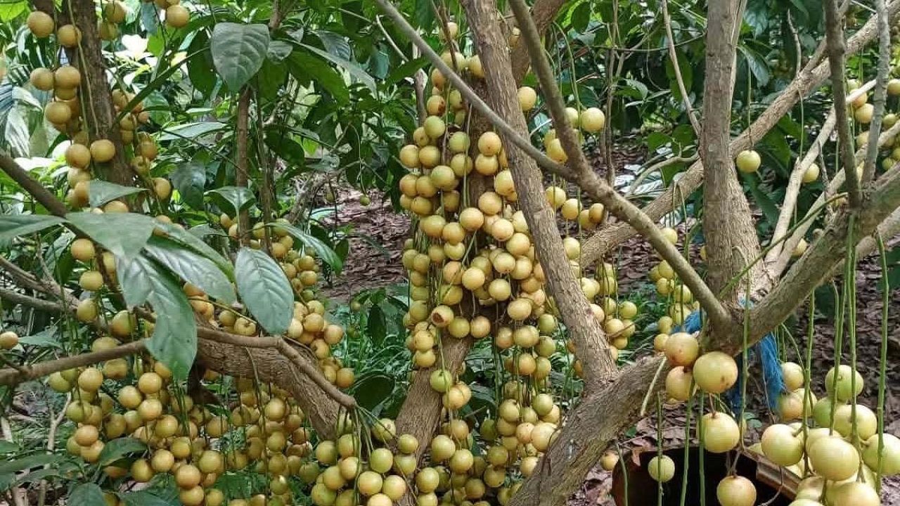 ঝিনাইগাতীর পাহাড়ি অঞ্চলে লটকন চাষে আগ্রহ বাড়ছে
