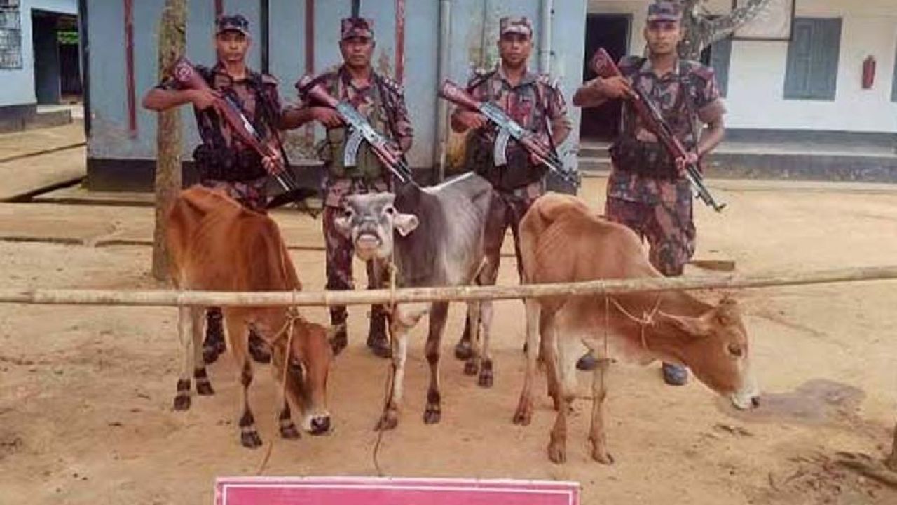শেরপুর সীমান্তে বিজিবির অভিযানে ৩টি ভারতীয় গরু জব্দ
