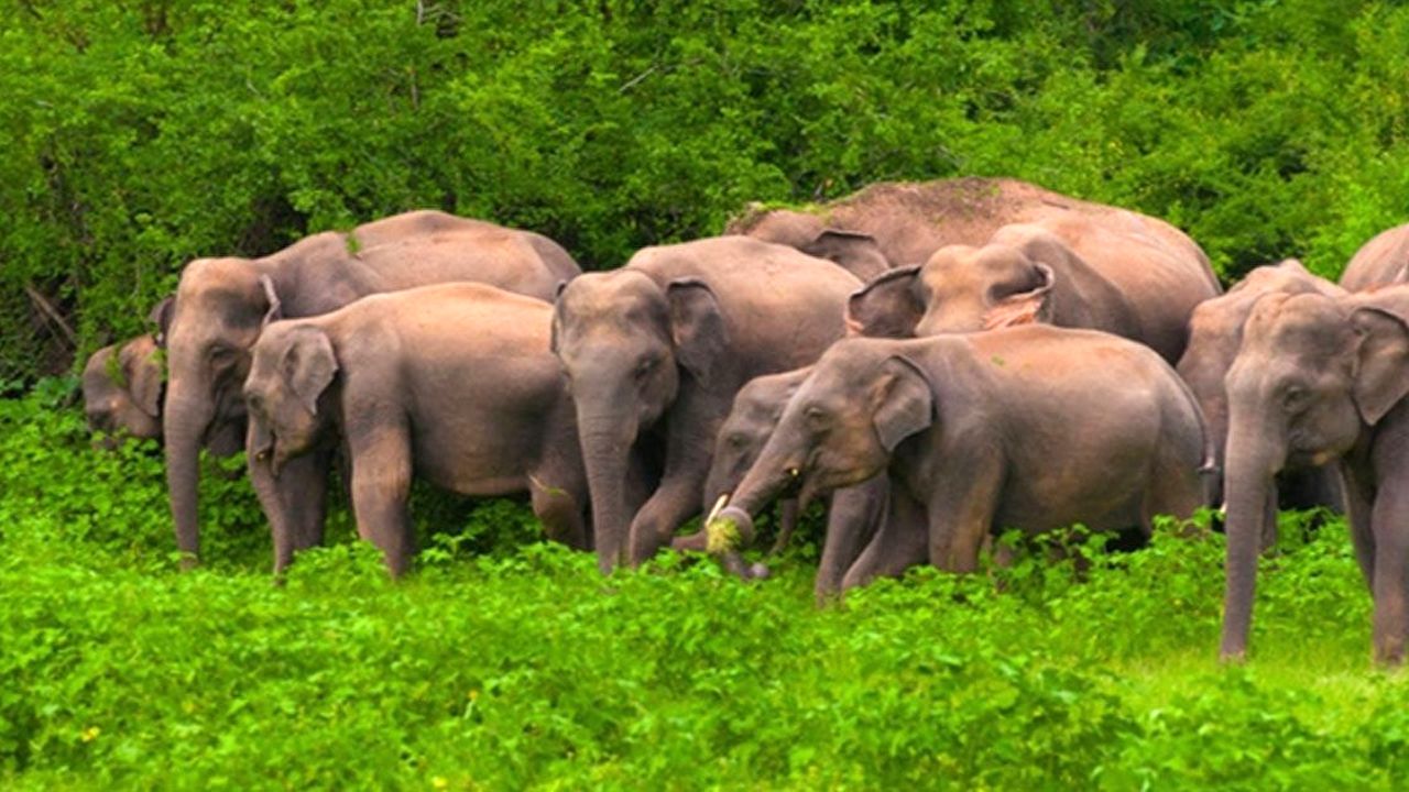 বকশীগঞ্জে বন্য হাতির আক্রমণে একজনের মৃত্যু