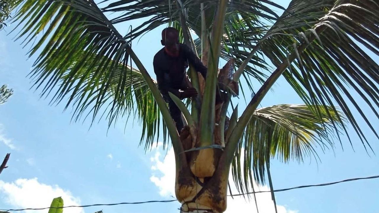 নারকেল গাছ বেয়ে আহালুর  জীবিকা