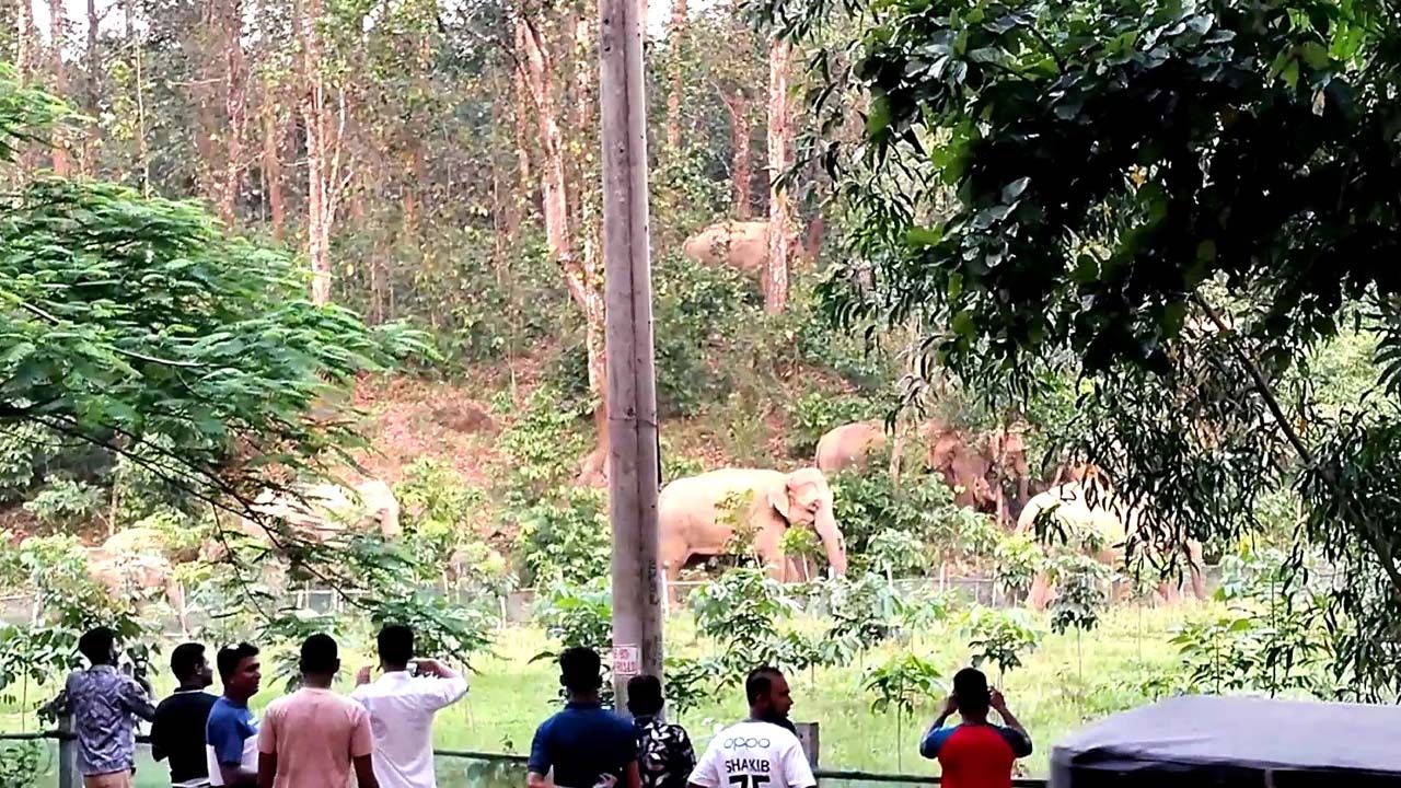 গারো পাহাড়ে ভাইরালের নেশায় হাতিকে উত্ত্যক্ত, বাড়ছে প্রাণহানির ঝুঁকি