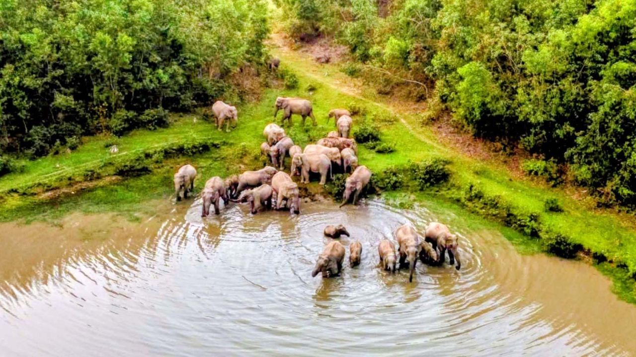 শেরপুরের গারো পাহাড় এখন অঘোষিত হাতির সাফারি পার্ক