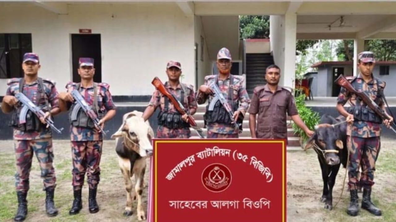 জামালপুরে বিজিবি অভিযানে দুটি ভারতীয় গরু উদ্ধার