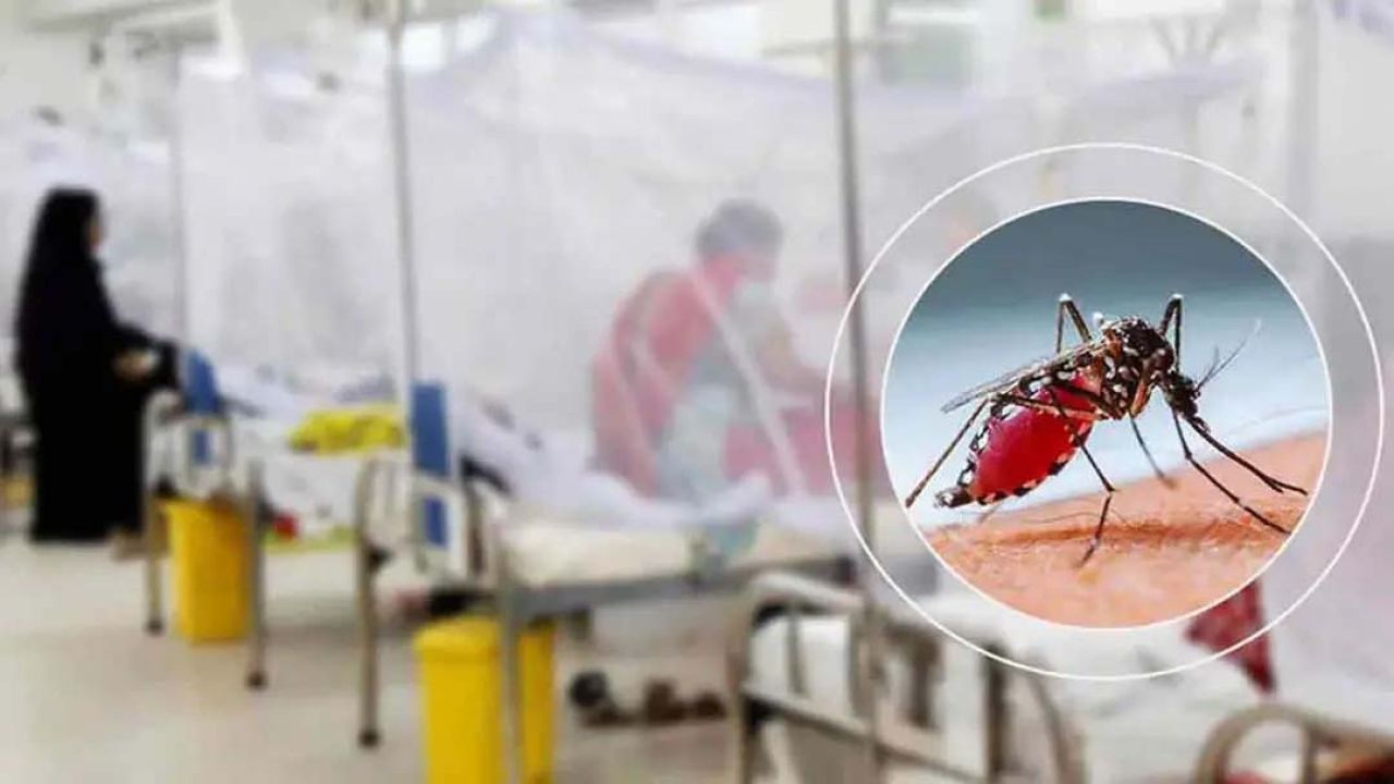 ডেঙ্গুতে আরো ২ জনের মৃত্যু, আক্রান্ত ৯৯৬