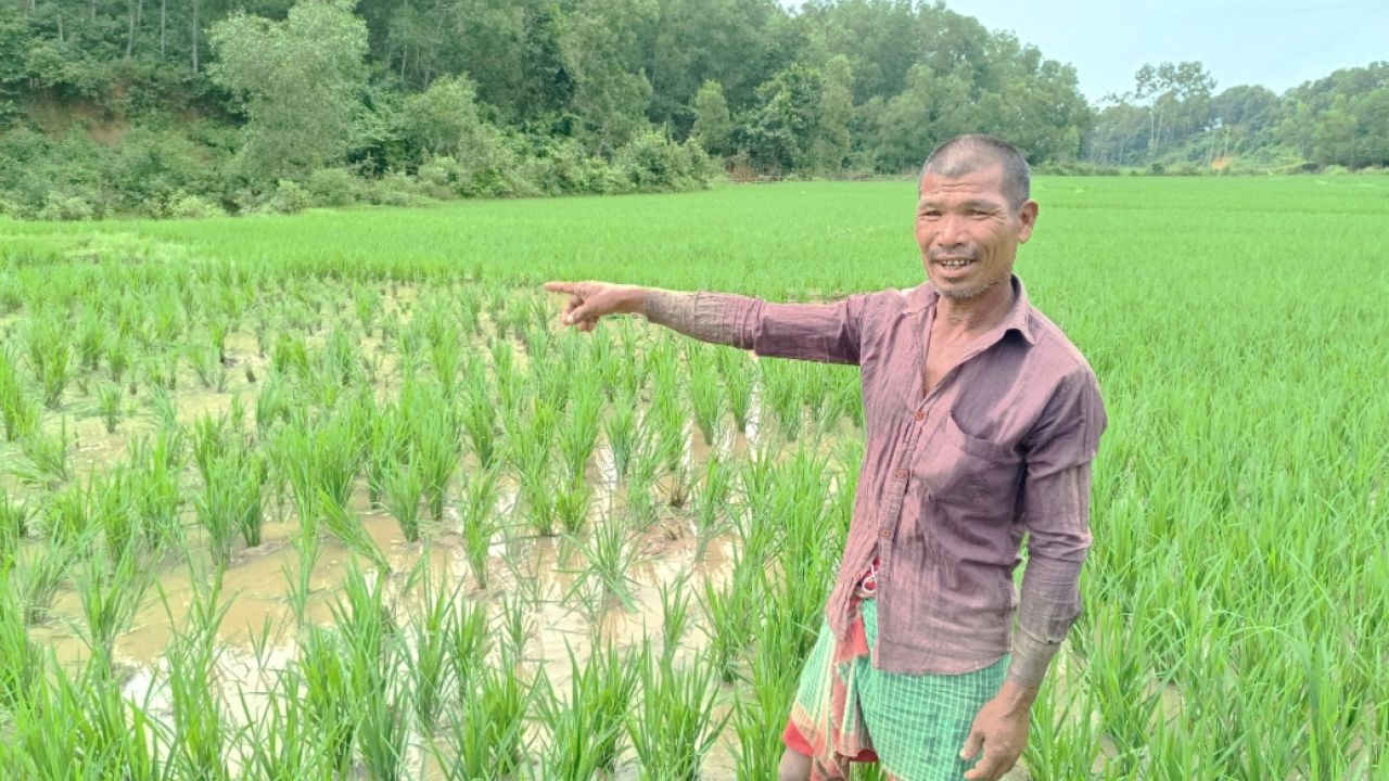 নালিতাবাড়ীতে বন্যহাতির তান্ডবে আমন ফসলের ব্যাপক ক্ষতি