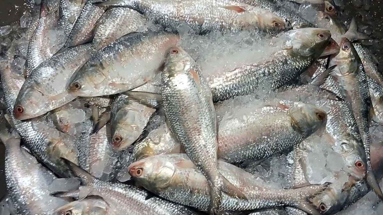 প্রথমবার ভারত থেকে ইলিশ আমদানি!