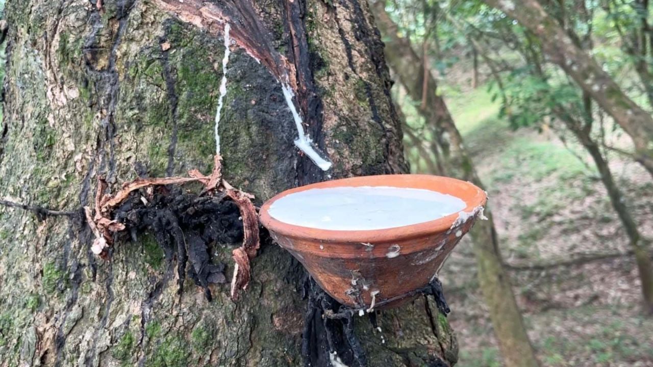 রাবারের কষে বদলে যেতে পারে ঝিনাইগাতীর পাহাড়ি জনপদের অর্থনীতি