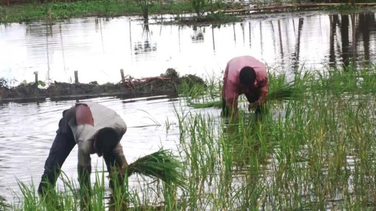 শেরপুরে আমন ধান রক্ষায় কৃষকদের ভরসা ‘বলন’ পদ্ধতি