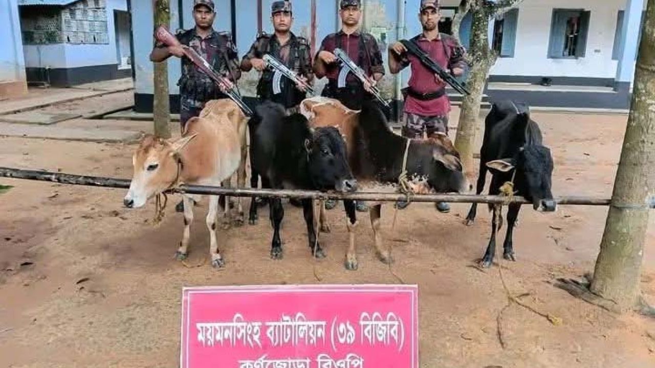 শ্রীবরদী সীমান্তে চারটি ভারতীয় গরু জব্দ
