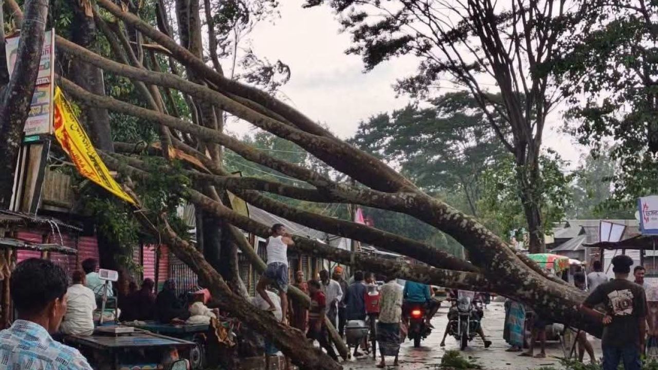 বকশীগঞ্জে আকস্মিক ঝোড়ো হাওয়ায় গাছ ভেঙে সড়ক বন্ধ