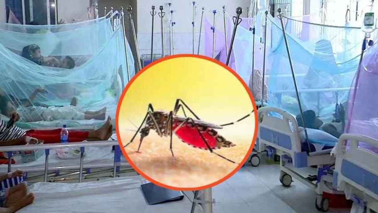 দেশে ডেঙ্গুতে মৃত্যু ৩০০ ছুঁইছুঁই