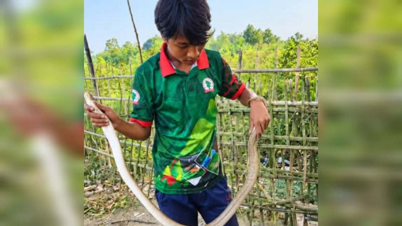শ্রীবরদীতে ৫ ফুট ৮ ইঞ্চি লম্বা বিষধর গোখরা উদ্ধার