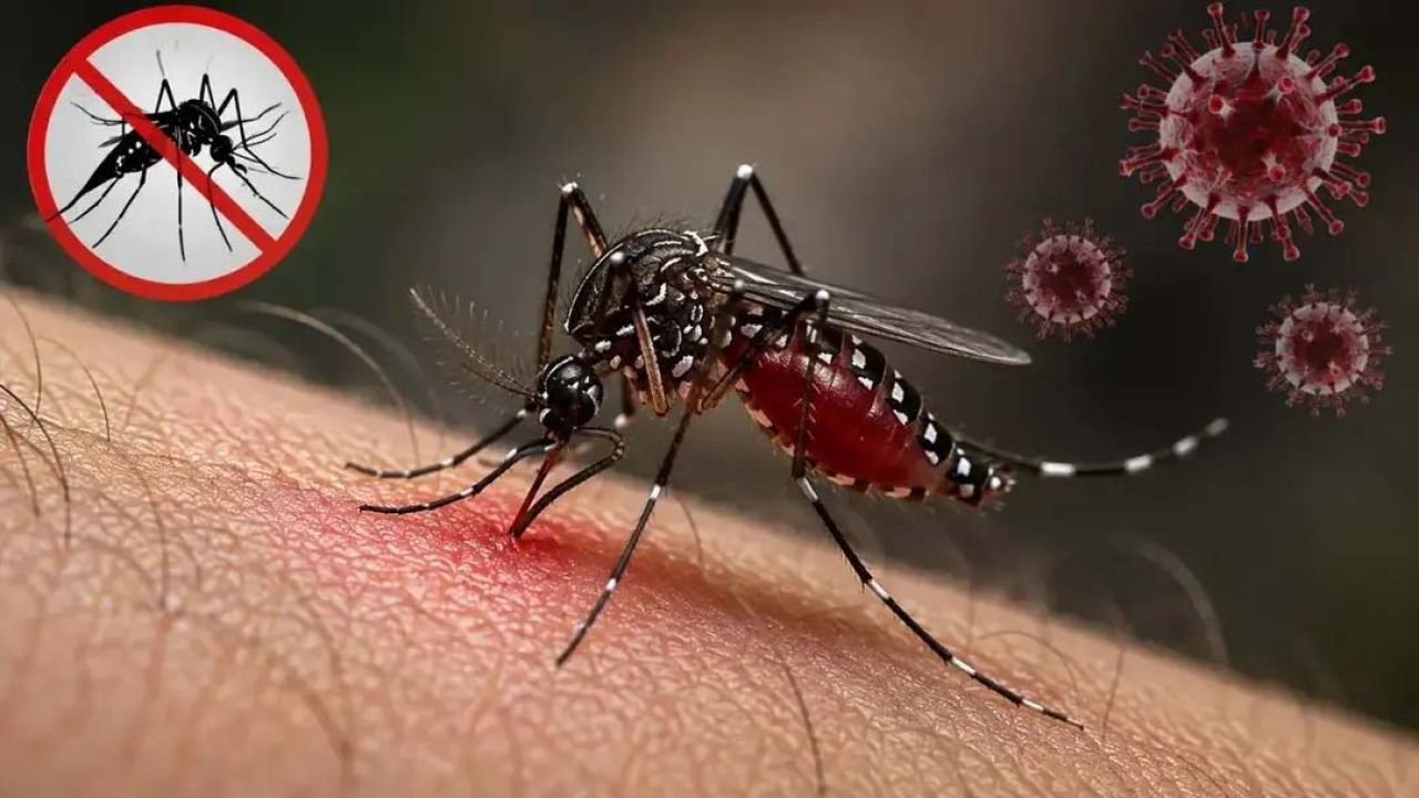 ডেঙ্গুতে আরও ৫ জনের মৃত্যু, হাসপাতালে ভর্তি ১৫১২